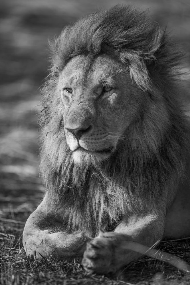 The King in BW