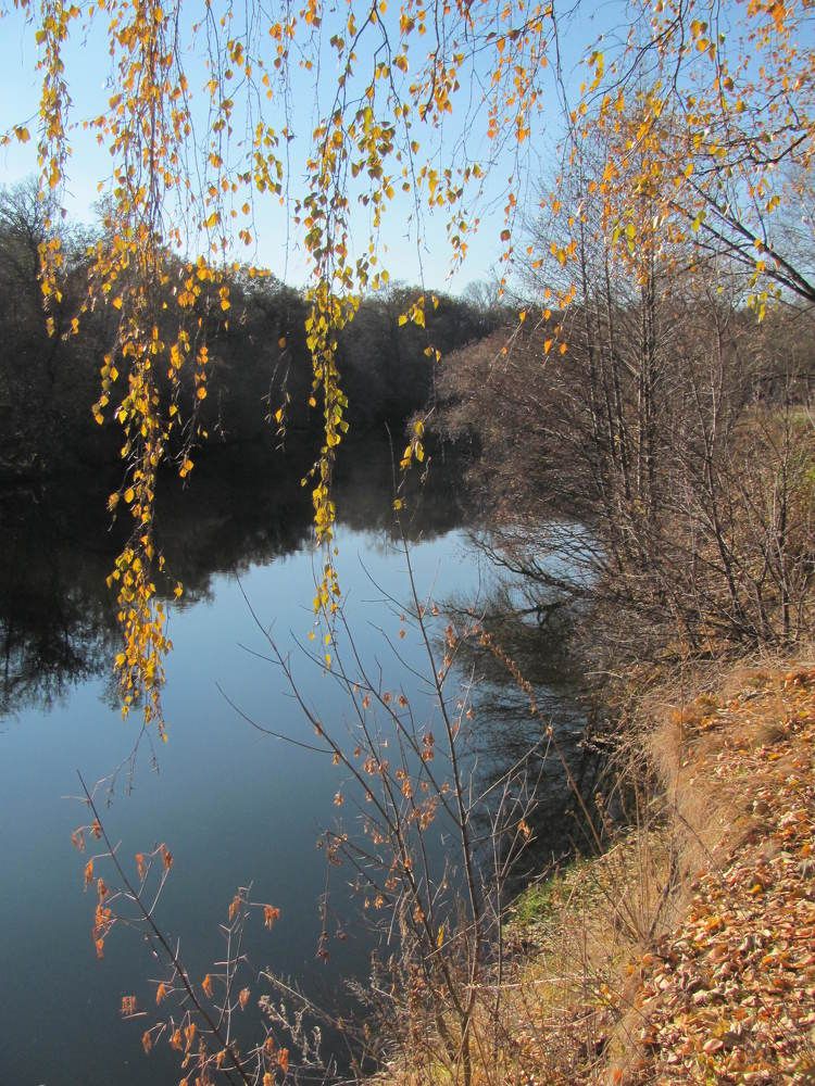 Любимая березка