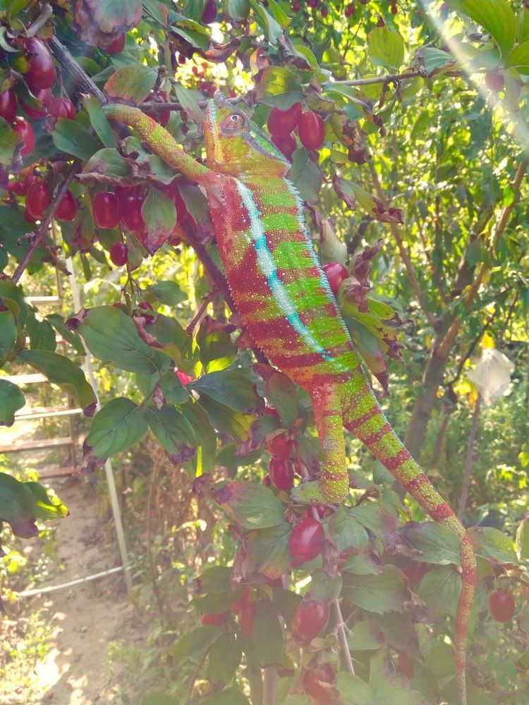 Сбор урожая!