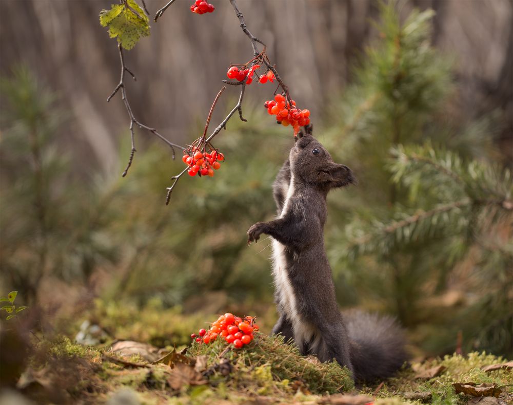 Калинка-малинка