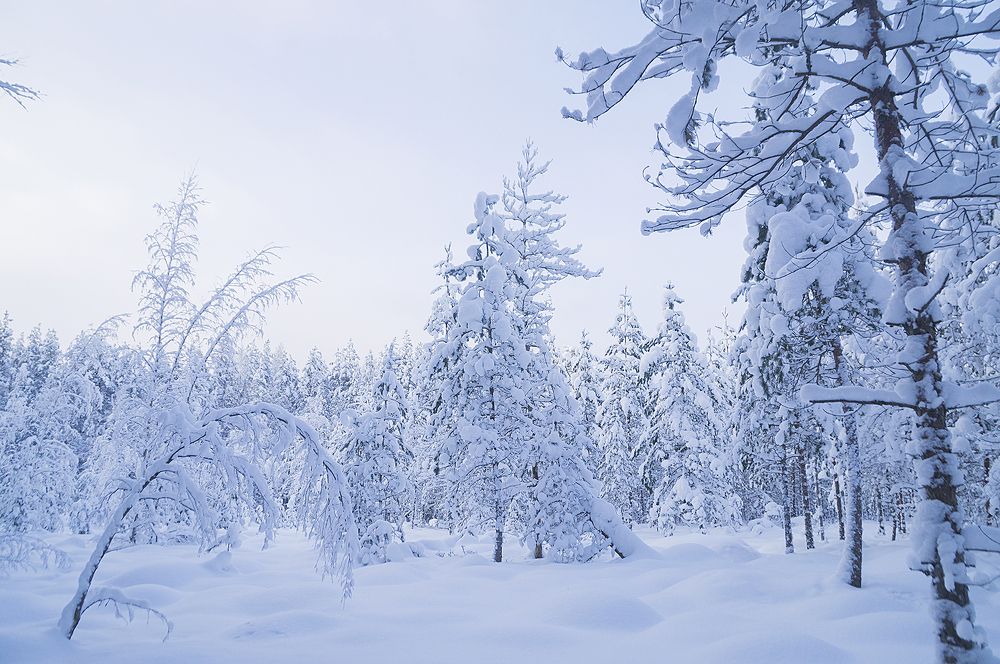 Снежная целина.