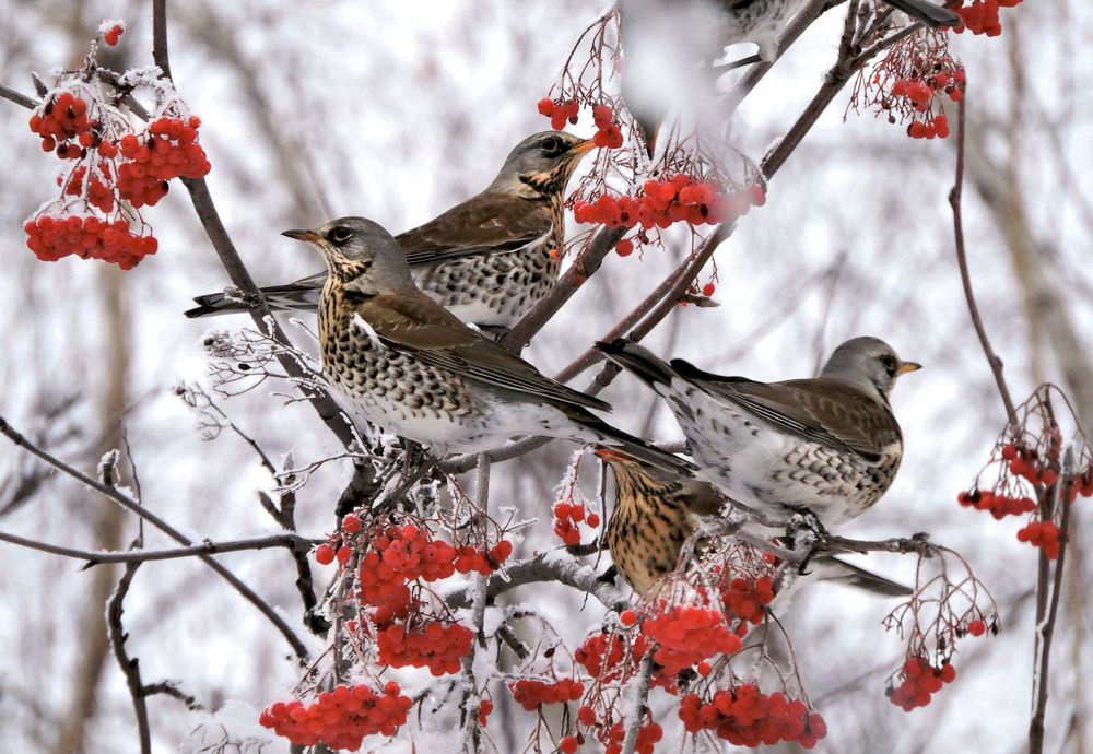 Дрозды на рябине