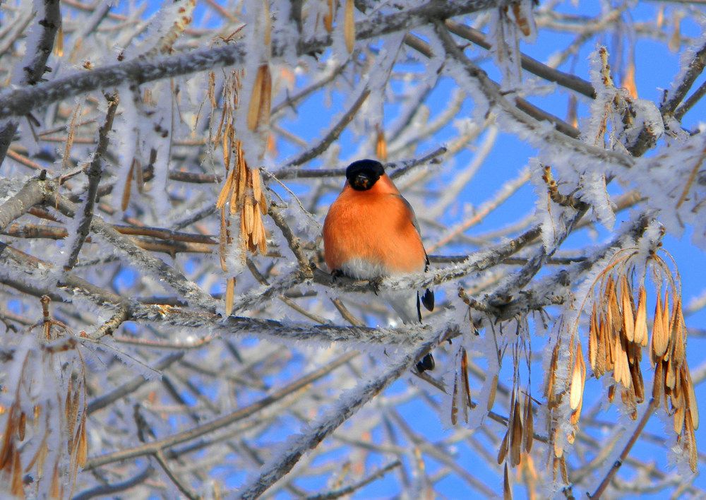 Снегирь и иней