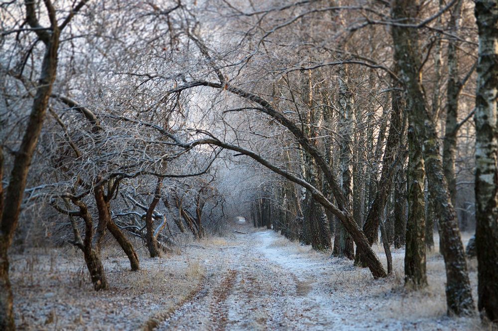 Зимняя сказка