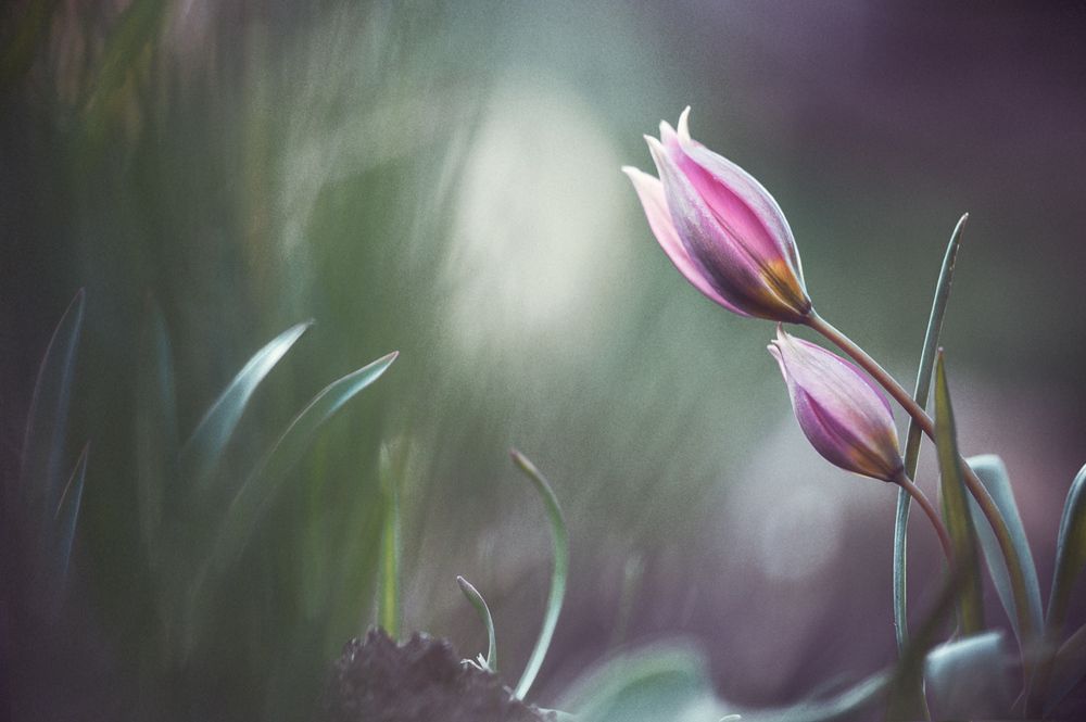 ...когда вдвоем, когда вселенной мало...