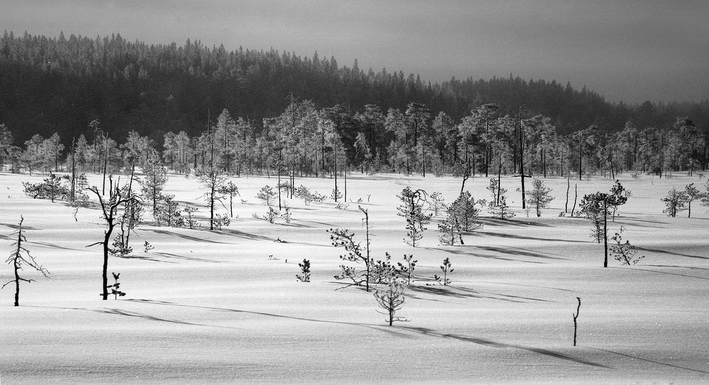 Лесотундра