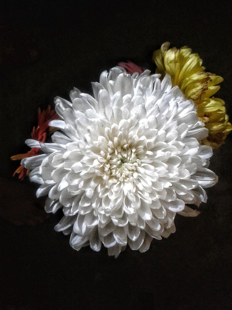 Flowers~