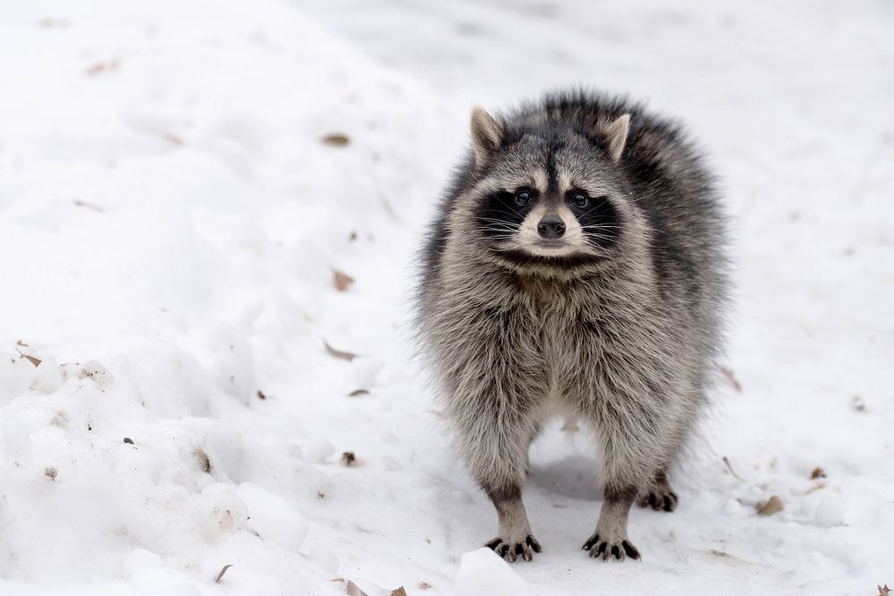 Крошка Енот