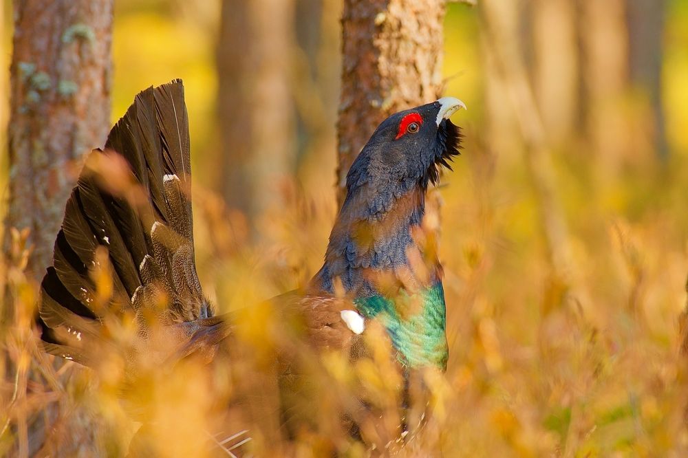 Солнечный ток.