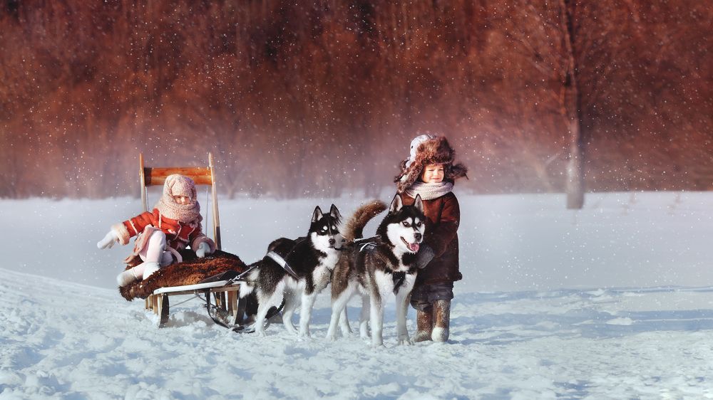 Прогулка с хаски