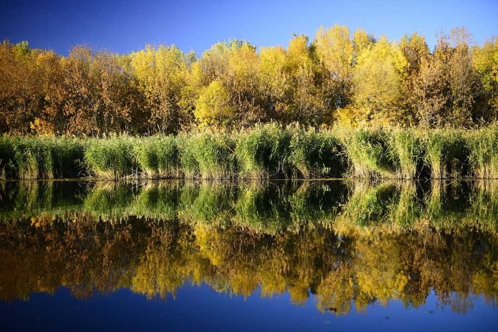 Фотография автора Медведев Сергей