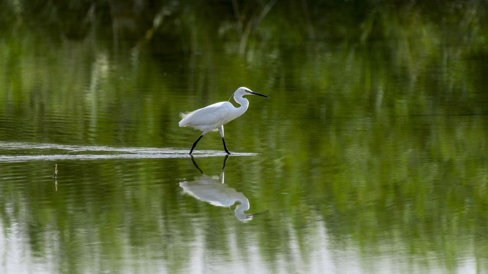 Egret reflection.