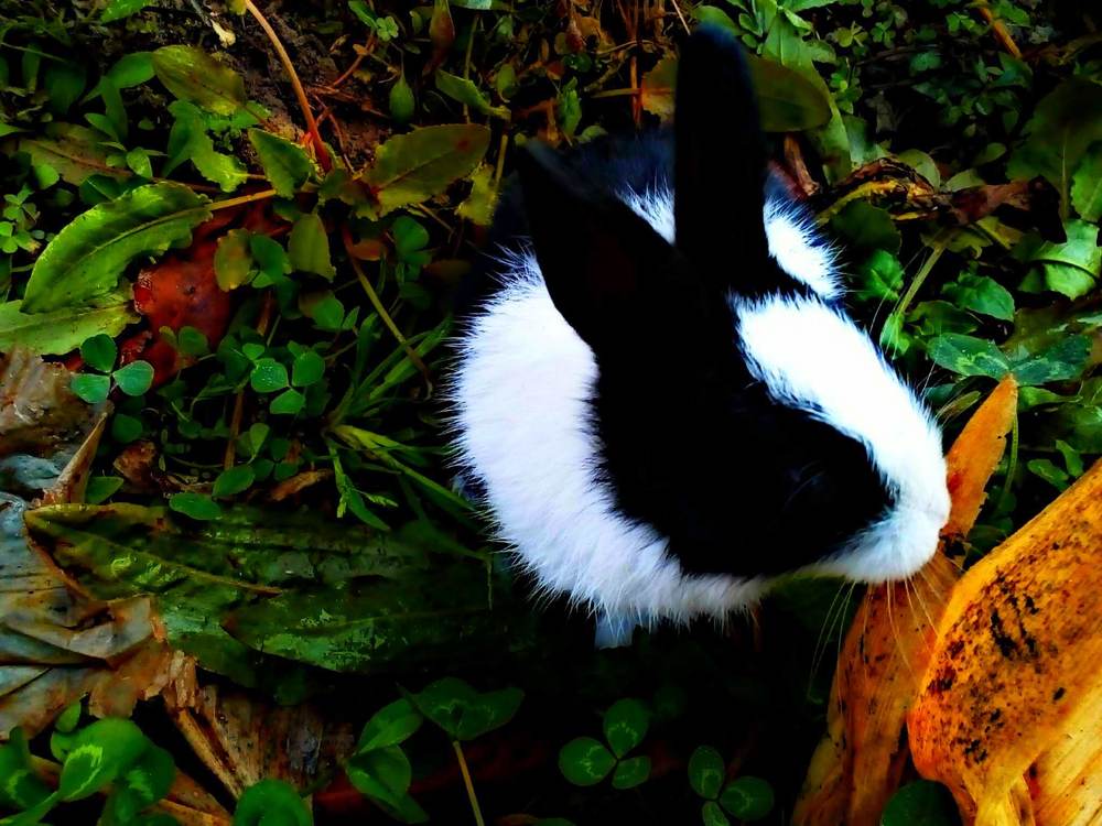 Bunny