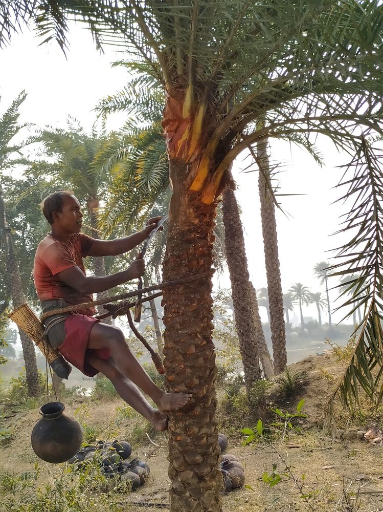 Date palm collection