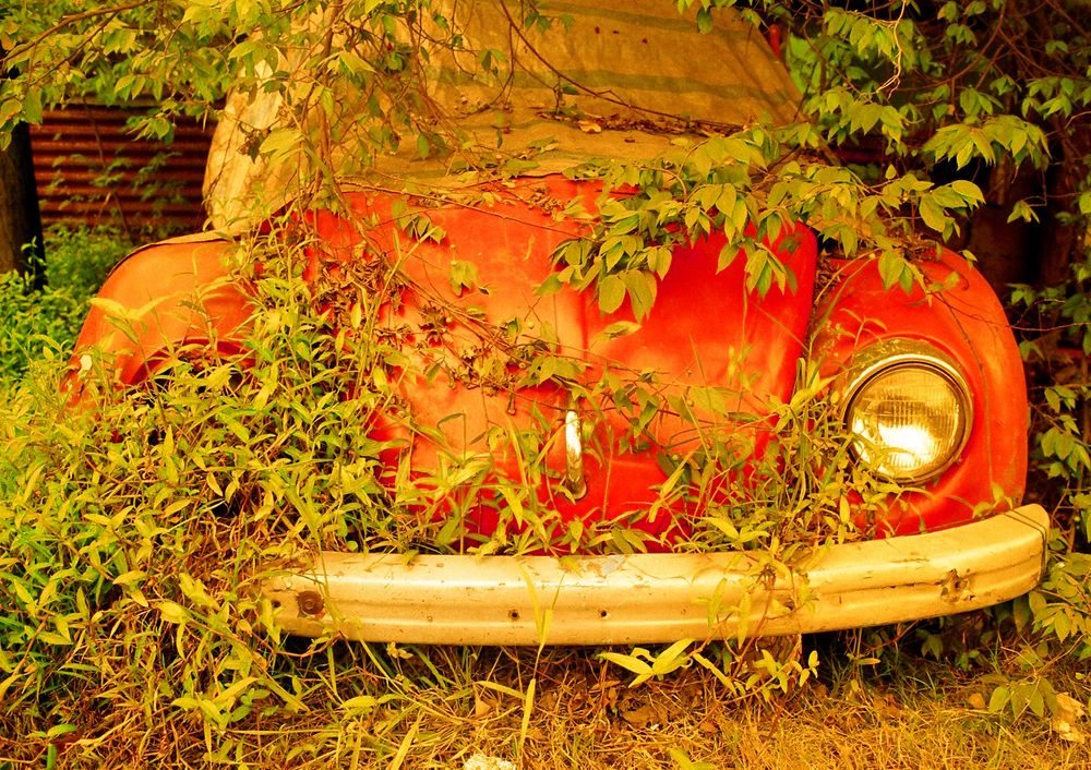 an old beetle