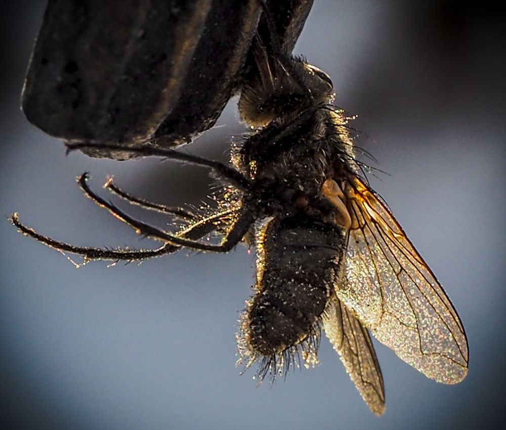 В зимней спячке