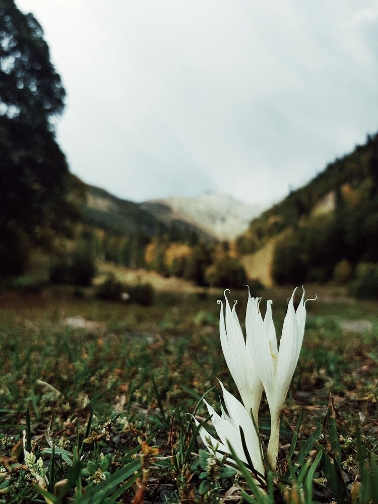 Альпийские луга, Абхазия