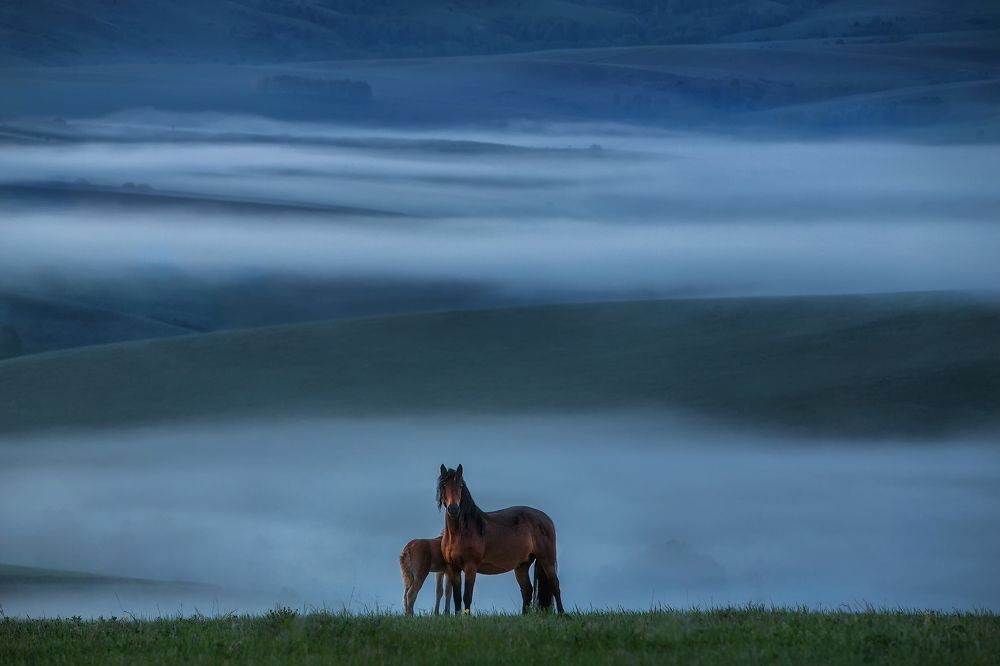 Предрассветная элегия