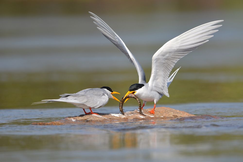 River Tern Feeding