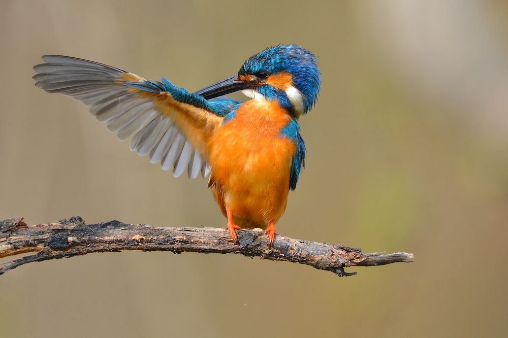 Common Kingfisher Grooming