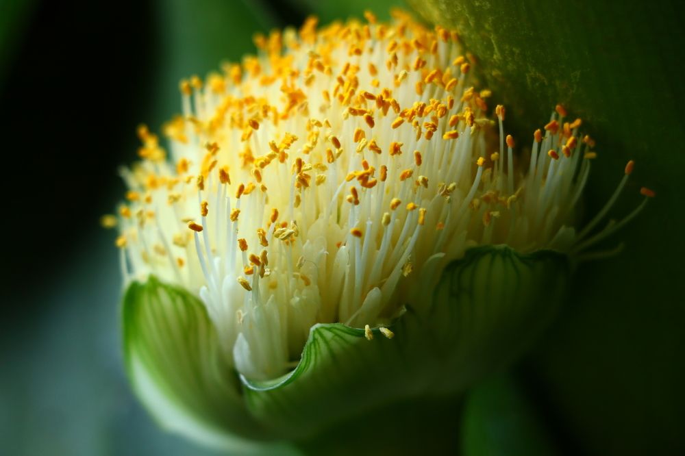 Haemanthus