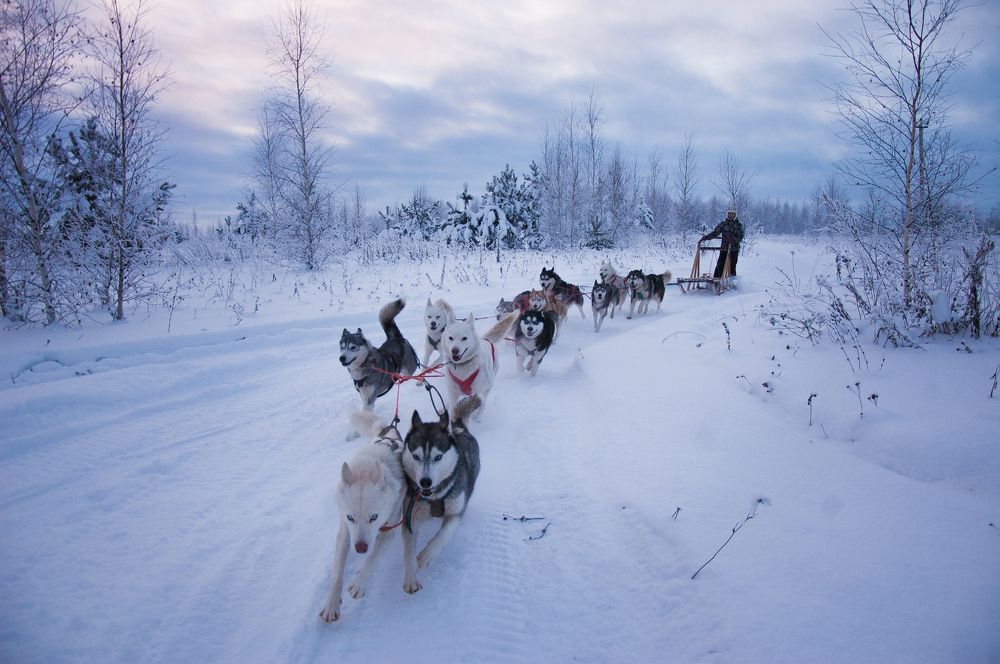 Снежные псы