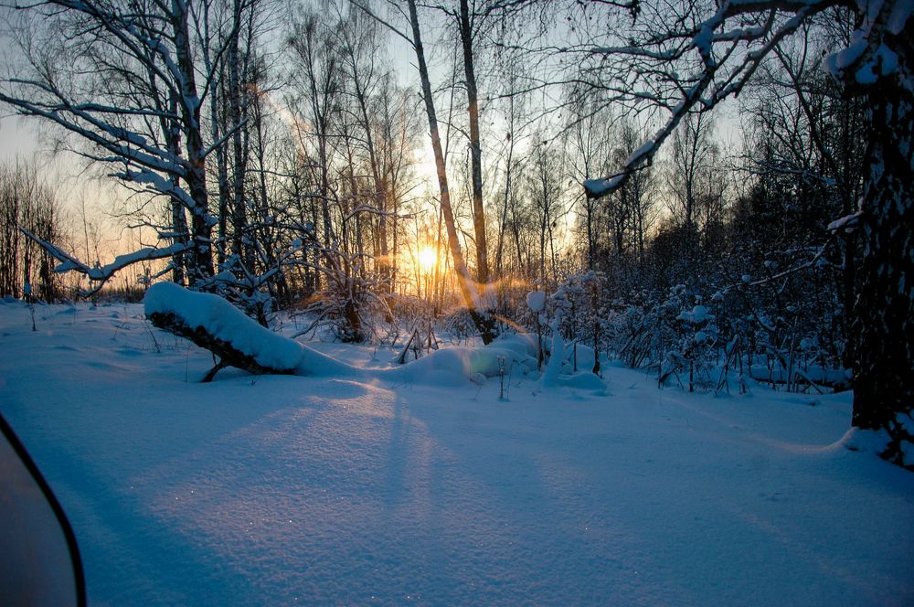 Солнечный лис