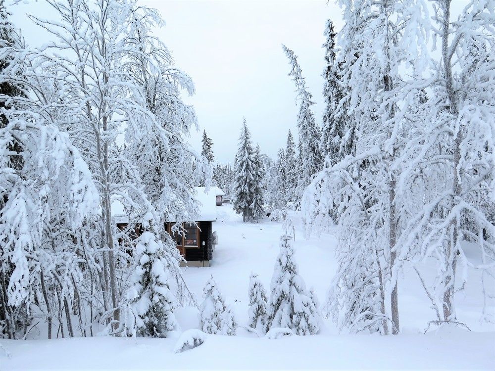 Домик в лесу