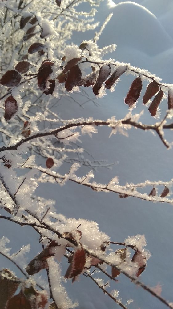 Фотография автора Светлана Дунаева