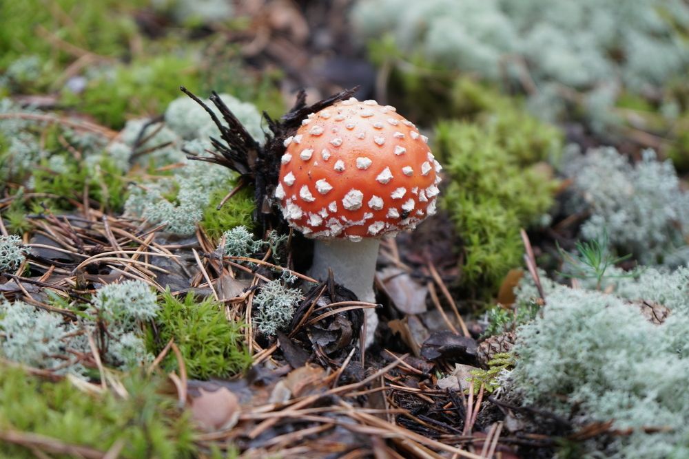 Каркаралинск