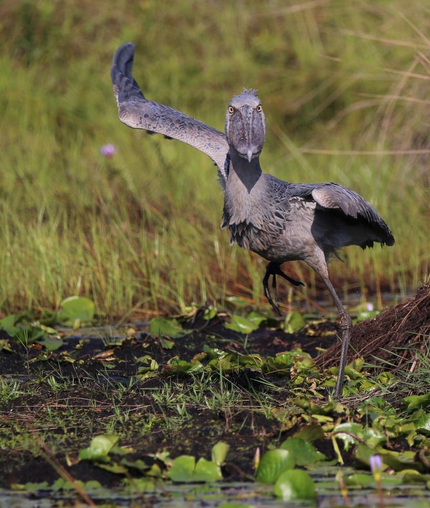 Dancing shoebill