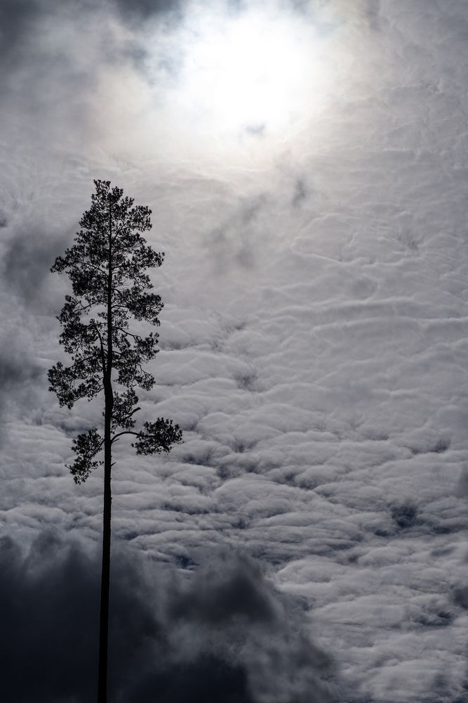 Pine in the clouds