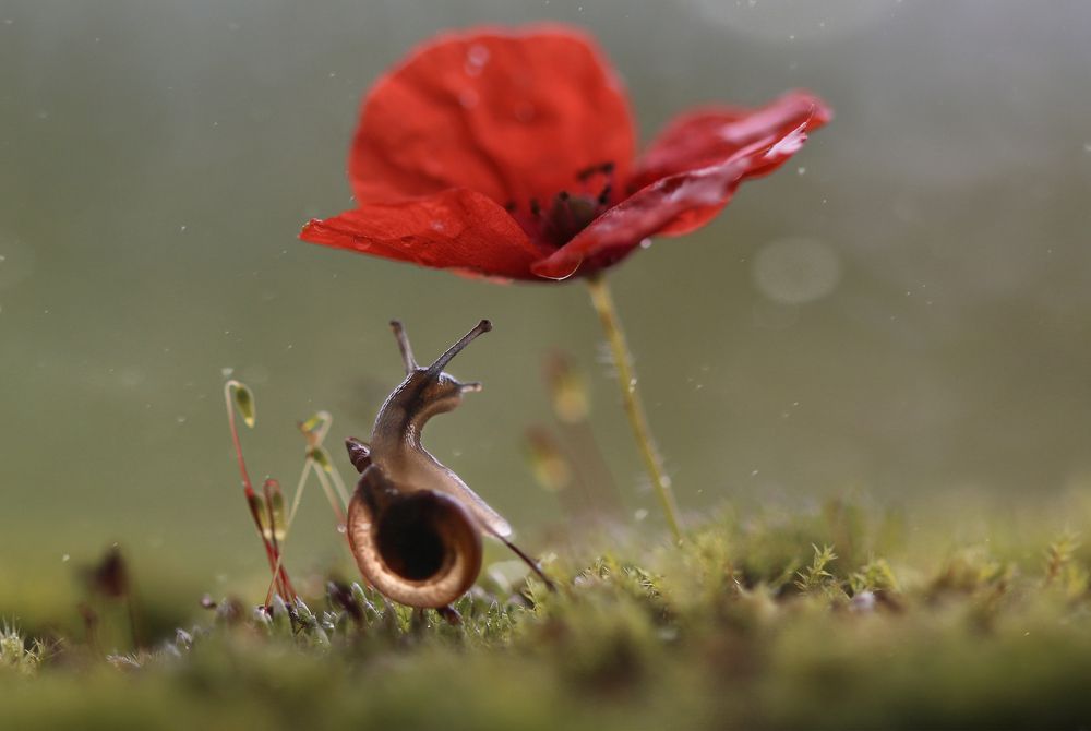 Алый зонтик