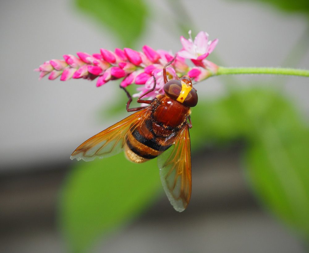 пчелиный завтрак