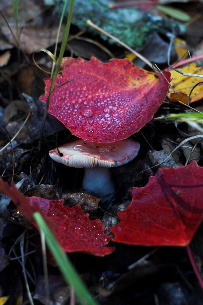 тихая охота