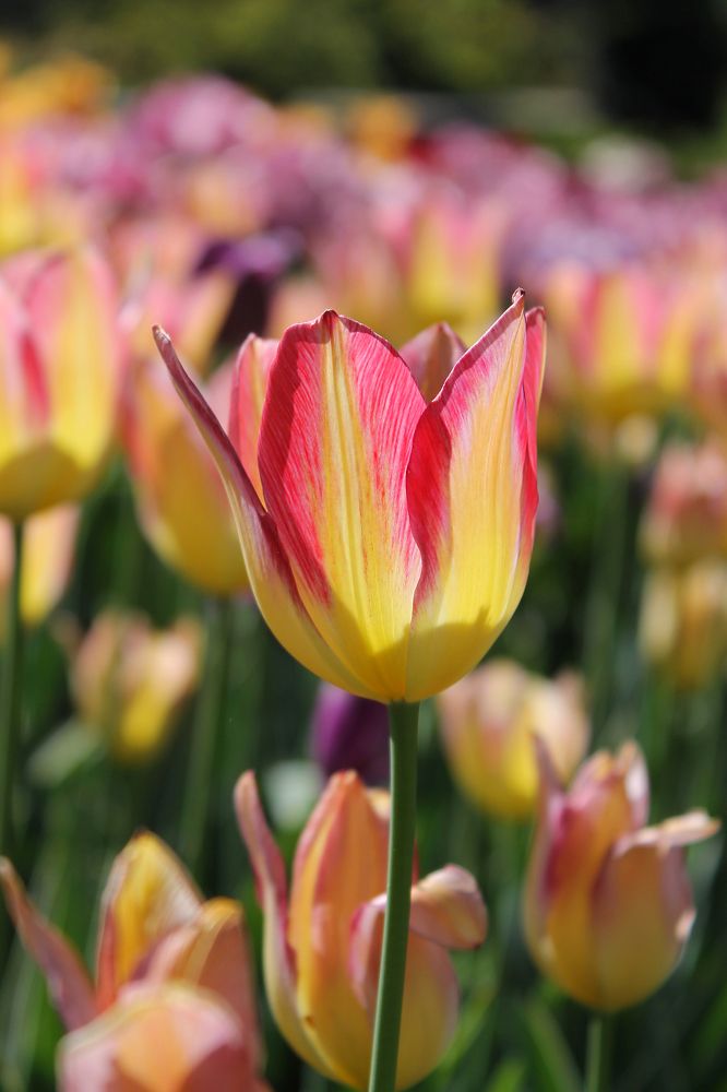 Парад тюльпанов