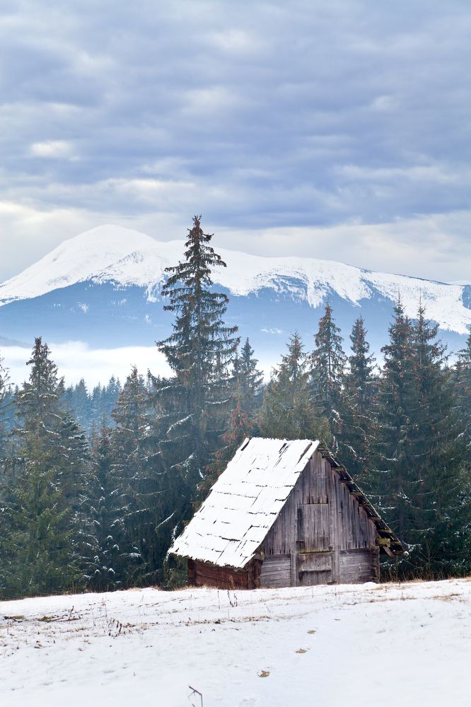 У леса на опушке...