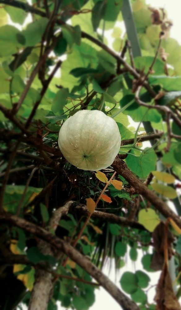 Фотография автора Olesya Kiknadze