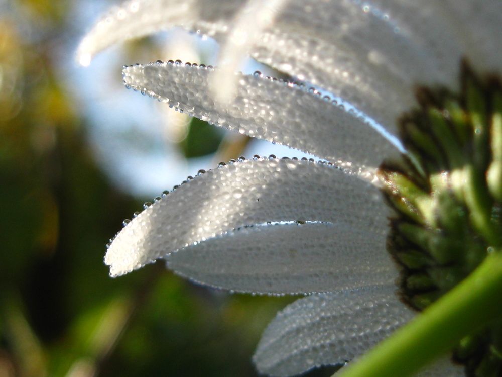 Photograph by Светлана Капитонова