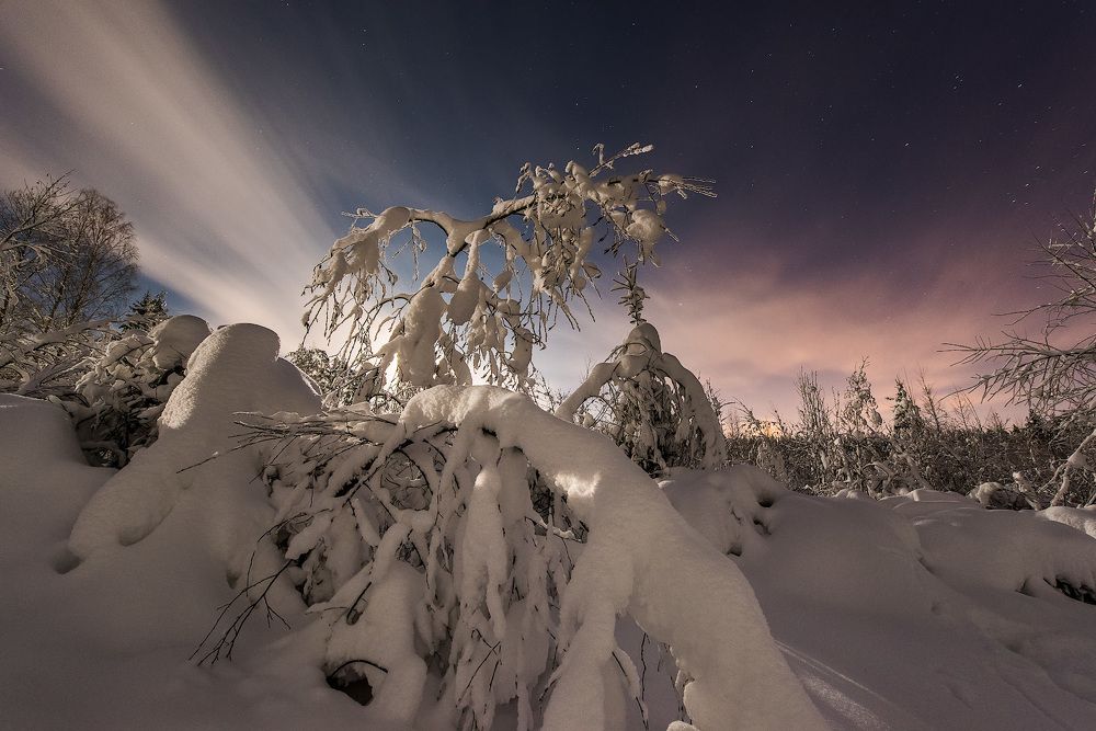 В сказочном лесу.