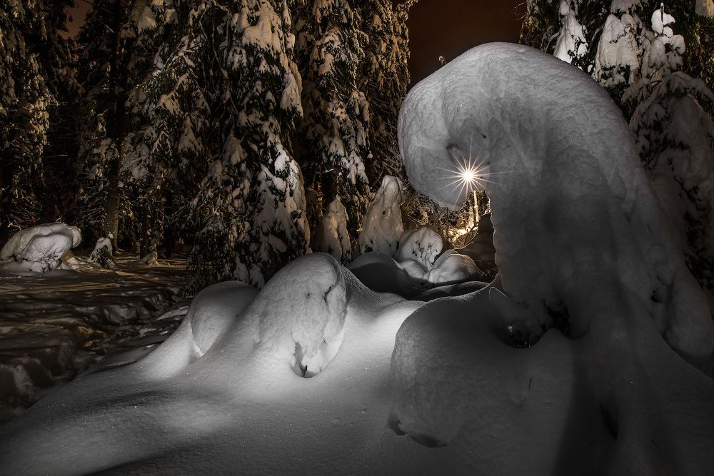 В сказочном лесу.
