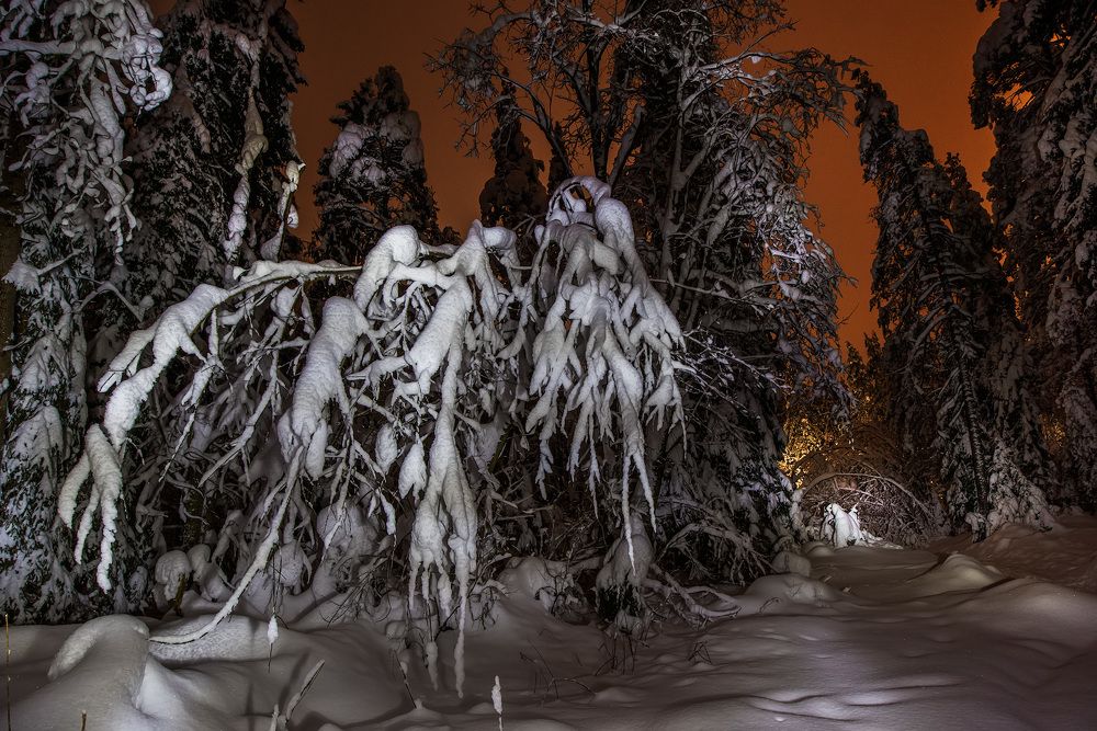 В сказочном лесу.
