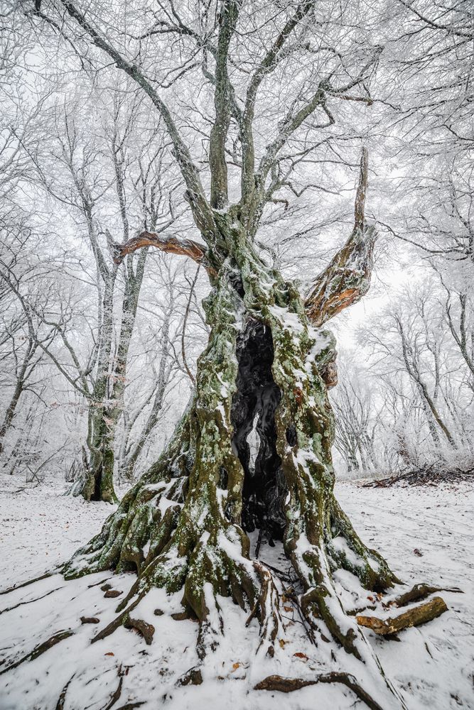 Лесной исполин