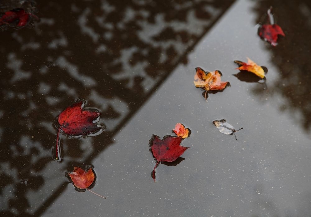 В последнюю осень