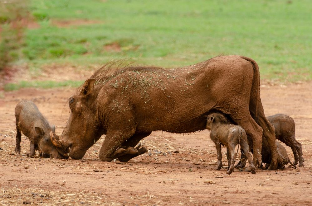 Семейство бородавочников