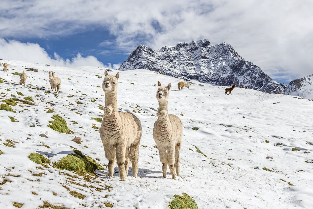 Llamas at Winicunca