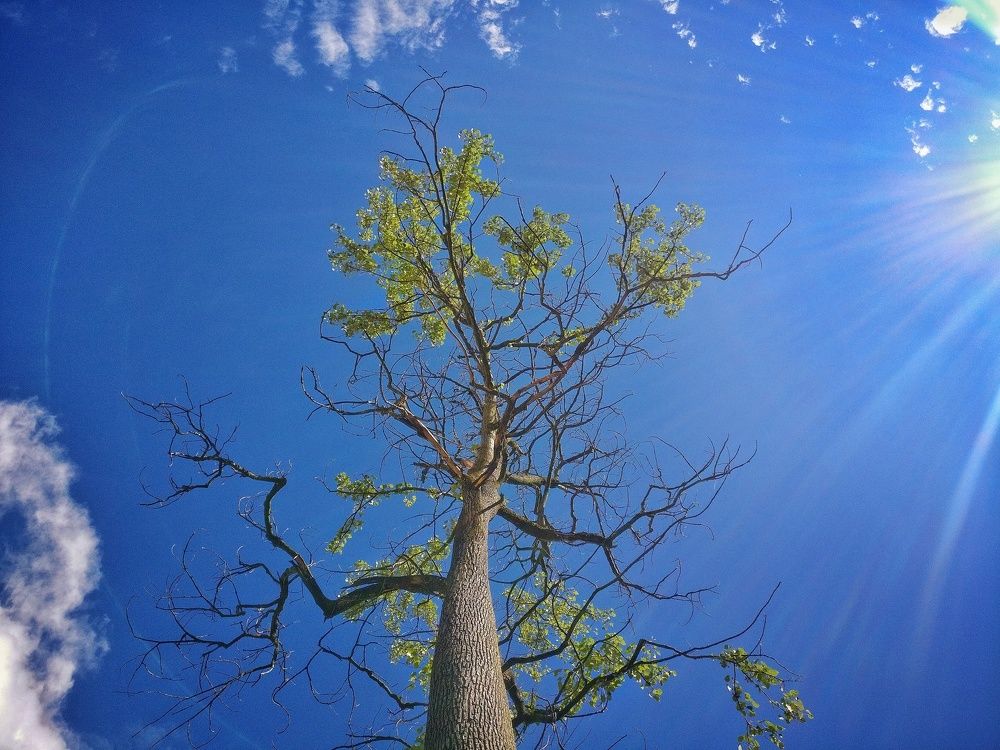 THE BLUE SKY