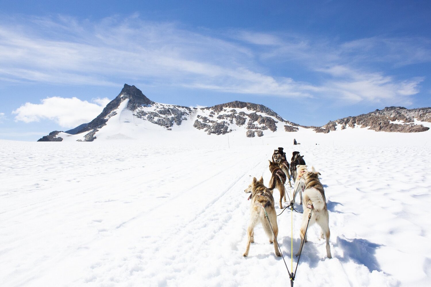 Mushing Dogs