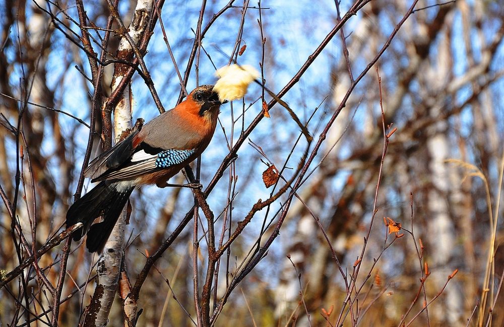 Сойка -воровайка