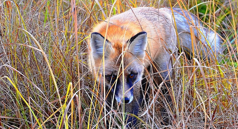 Любопытный лисёнок.